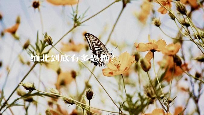 缅北到底有多恐怖？